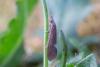 273496 – Photo : Johan Verstraeten – Belgique
